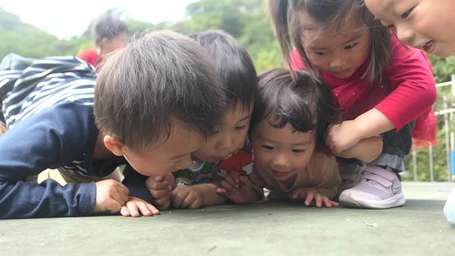 基隆市長樂國小附設幼兒園帶幼童到戶外觀察昆蟲。（基隆市政府提供／陳彩玲基隆傳真）