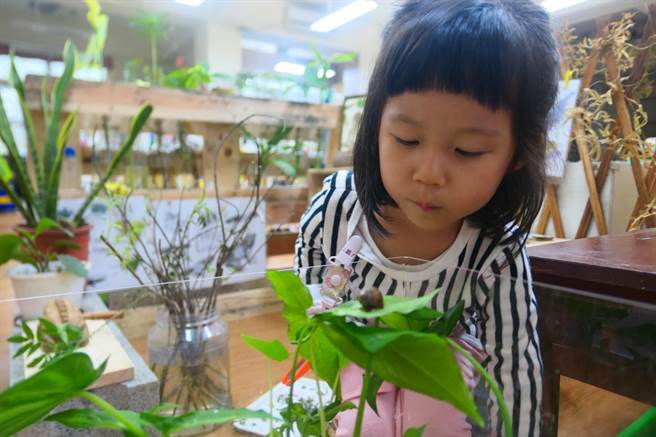 基隆市長樂國小附設幼兒園將教室營造成大自然，讓幼童們親自飼養昆蟲，探索生態奧秘。（基隆市政府提供／陳彩玲基隆傳真）