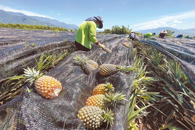 专家表示，凤梨在今年上半年成功销日的经验无法套用在释迦上。 图为辛苦栽种18个月才採收的凤梨，鹿鸣酒店透过直播帮忙可怜的小农。（本报资料照片）