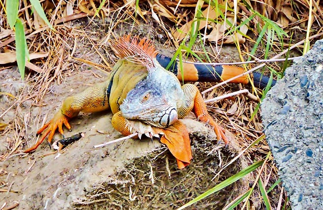 为有效移除外来种绿鬣蜥，同时兼顾动物福利和生态平衡，嘉义县政府决定招募民眾组成移除大队，依吻肛长换算，最多每只能领到500元移除赏金。（嘉义县政府提供／吕妍庭嘉义传真）