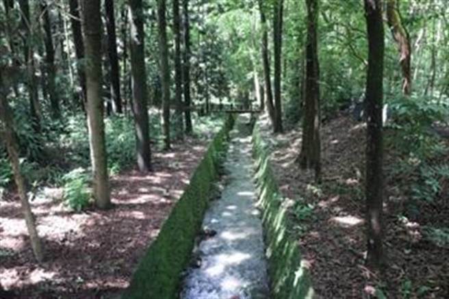 嘉义树木园园区树木种类丰富，胸高直径10公分以上树木121种5202株，数量较多有黑板树1470株、槭叶翅子木1079株、肯氏南洋杉766株、大叶桃花心木330株及巴西橡胶树265株；而胸高直径100公分以上树木有30株、最大一棵为柯柏胶胸高直径达147cm，全园区有记录的植物计81科355种。（林试所提供）