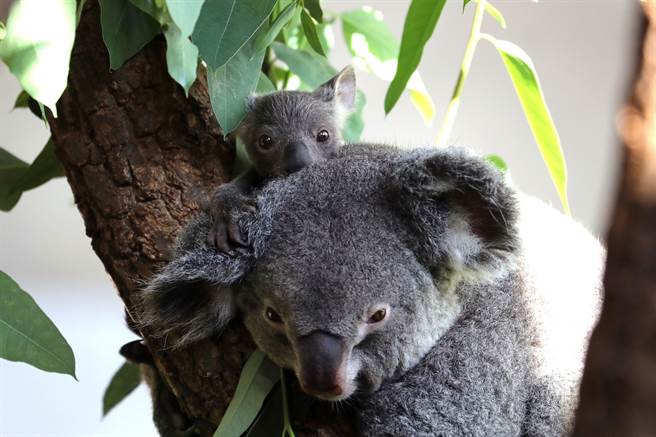 在蘇黎世動物園裡所攝，僅有幾個月大的無尾熊寶寶跟著媽媽Pippa。（圖／美聯社路透）