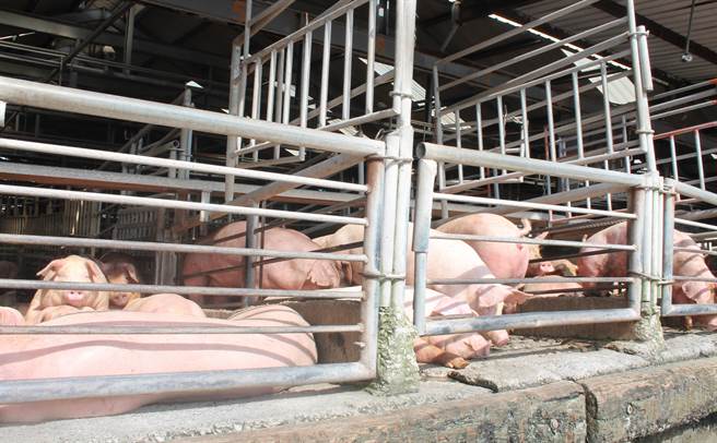 彰化縣是養豬第三大縣，也是全台最大酪牛產區，過去以來，糞尿汙染河川水體，臭氣熏天，必須加強推動沼液沼渣再利用。（吳敏菁攝）