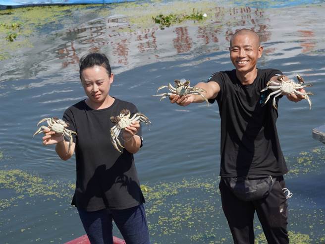 今天上午10点，第一网阳澄湖大闸蟹在湖区内被捕捞上岸，公蟹足有半斤，母蟹有4两。（香港文匯网）
