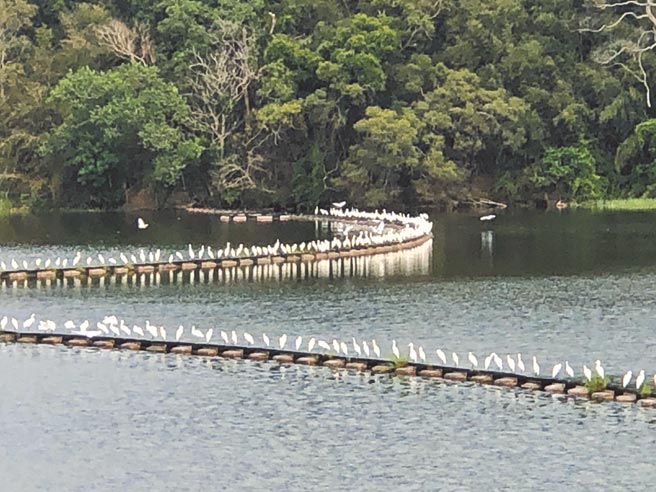 大批南迁黄头鹭行经苗栗县明德水库暂停休息，数量非常多，场面壮观。（读者提供／谢明俊苗栗传真）