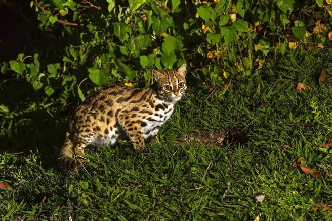 南投居民日前救起一只石虎，起初误以为牠是流浪猫。(示意图/达志影像)