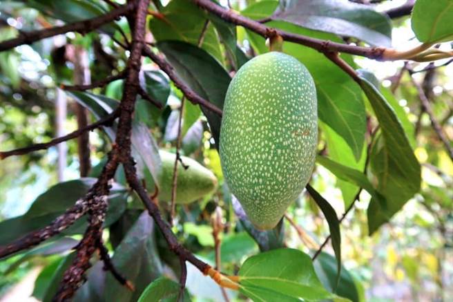 国民党立委马文君赴南投县信义乡，了解当地名产爱玉生长情形。（图／取自马文君脸书）