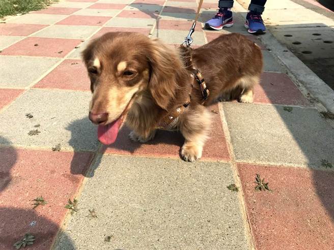 新竹县家畜疾病防治所响应世界狂犬病日，举办毛齐来打活动，推免费施打狂犬病疫苗、晶片植入及宠物登记，26日于竹北市文化公园登场。（庄旻静摄）