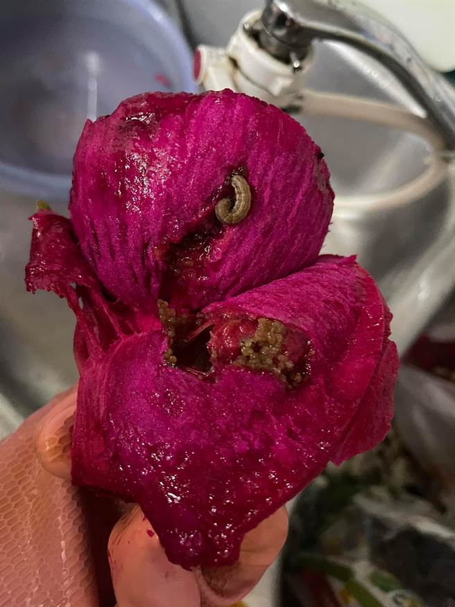 好市多火龙果惊见硕大肥虫，让不少网友看了差点呕吐。（图／翻摄自Costco好市多 商品经验老实说）