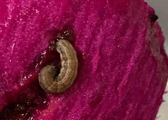 好市多火龙果切开后，竟有一条大肥虫缓缓蠕动，让人看了忍不住反胃。（图／翻摄自Costco好市多 商品经验老实说）