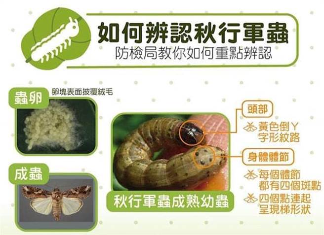如何辨认秋行军虫。（图／翻摄自农委会脸书）