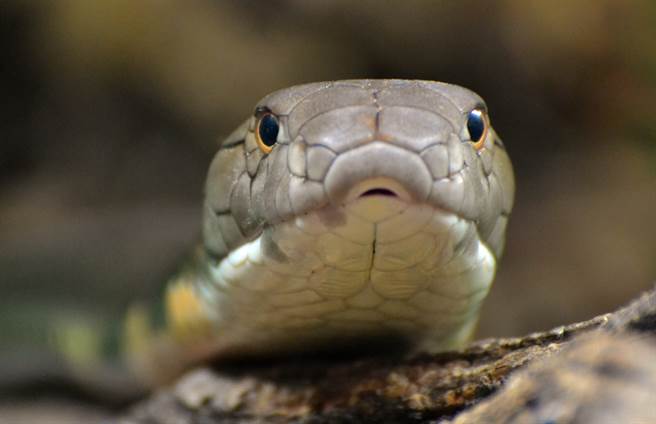 眼镜王蛇溜进鸡舍偷吃蛋，随后躲进酒瓮中被拉出，超巨体型让不少人看傻。(示意图/达志影像)