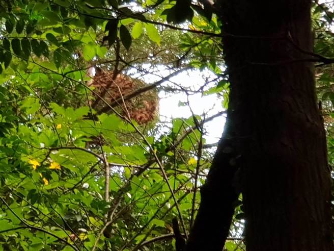 網路劇拍攝人員因誤觸蜂巢遭螫傷送醫，蜂巢直徑1公尺，樓高3層樓。（圖／李文正翻攝）