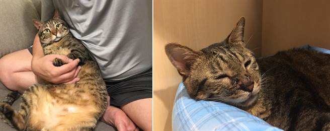 家貓「姆姆」模樣惹人憐愛，遭男子吳礎均開2槍虐待後留下終身後遺症。（飼主提供）