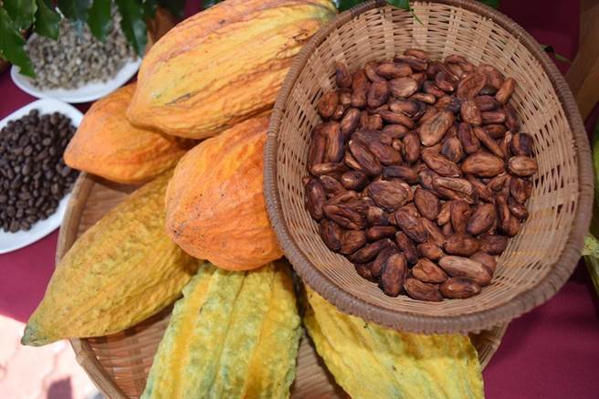 屏东可可闻名国际，万峦乡可可文化节也将于10月2日甜蜜登场，并在一连2天的活动中加码举办「屏东可可台湾chocolate杯竞赛」。（谢佳潾摄）