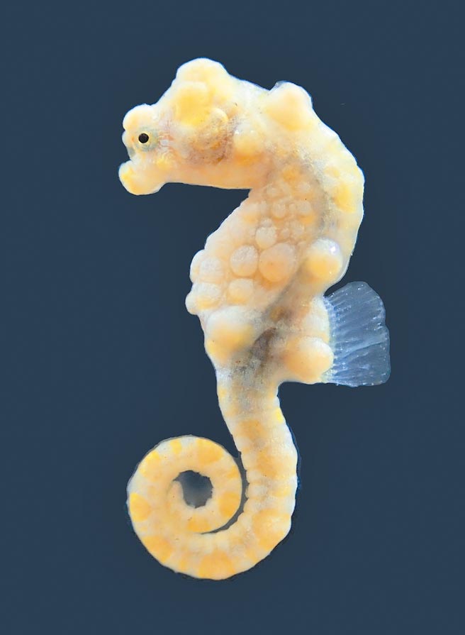 国家海洋研究院做台湾滩海域生态调查，记录到海中明星物种－豆丁海马。（国家海洋研究院提供／林瑞益高雄传真）