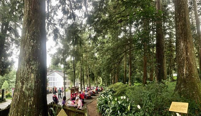 疫情趋缓解封，到溪头大口「森」呼吸更健康。（廖志晃摄）