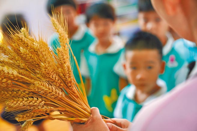 中国河北省邢台市一所幼儿园的老师正在教孩子们学习辨认农作物，帮助他们认识粮食的重要性，从小养成节约粮食，杜绝浪费的习惯。联合国粮农组织报告称，全球有三分之一粮食被浪费，中国和美国是浪费粮食的大国。（新华社资料照片）
