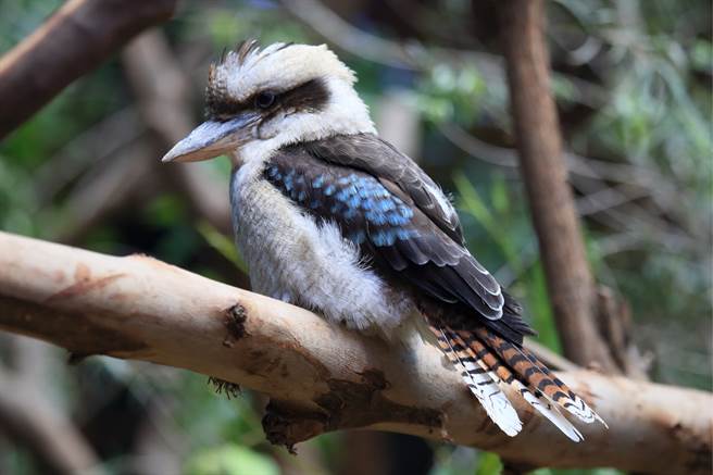笑翠鳥把老鼠屍體叼到陽台上享用，似乎在向屋主炫耀自己的戰利品。(示意圖/達志影像)