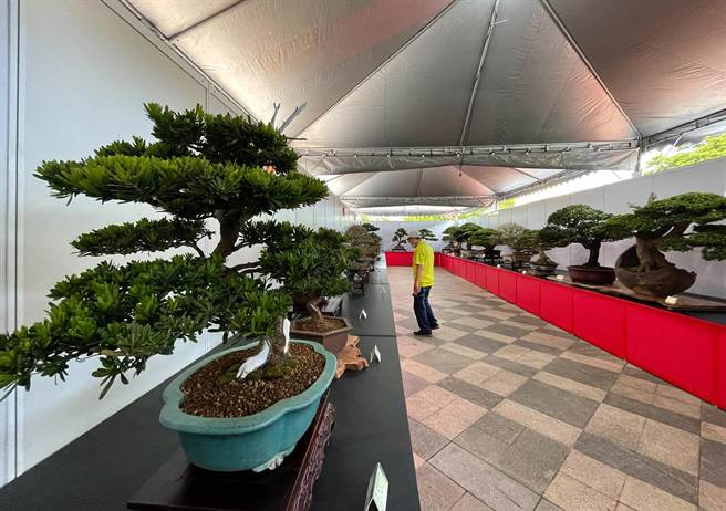 台東縣盆栽展25日在台東縣議會前廣場開幕，展期至29日中午12時止。（莊哲權攝）