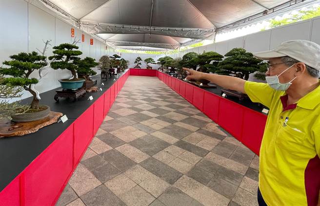 台東縣盆栽展25日在台東縣議會前廣場開幕，展期至29日中午12時止。（莊哲權攝）