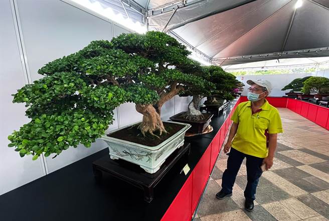 台東縣盆栽展25日在台東縣議會前廣場開幕，展期至29日中午12時止。（莊哲權攝）