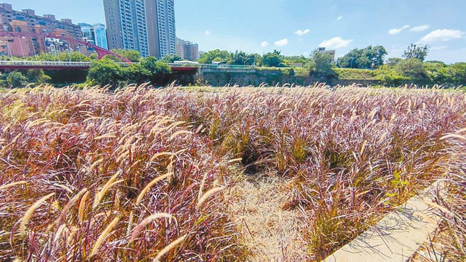 桃园市桃园区经国河滨公园狼尾草近日盛开，但有网友为了拍美照，随意拔摘狼尾草，甚至踩出凹洞。（赖佑维摄）