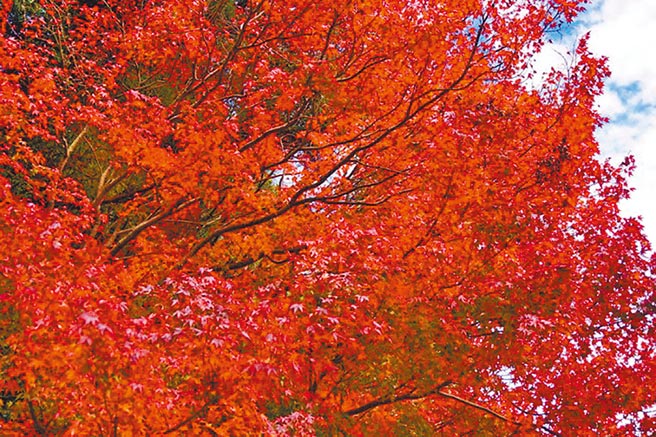 南投杉林溪森林裡金色水杉、半綠的松樹和火紅的楓樹相互映襯。（五福旅遊提供）