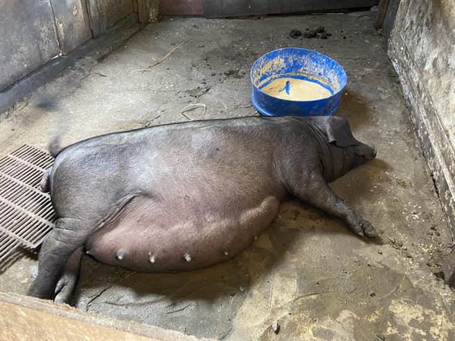 新北市农业局提醒养猪场暂停使用厨余补贴身请至9月30日。（新北市农业局提供）