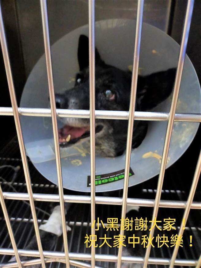 小黑生前一周住进动物医院的氧气室，一度恢復活力，但中秋节隔天就离世了。（民眾提供）