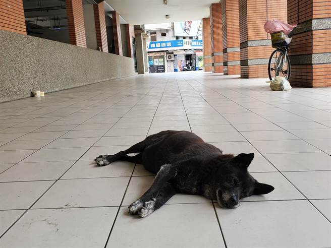 张姓街友过世后，小黑守在脚踏车前好几天等主人，看起来很落寞。（资料照片／周丽兰摄）
