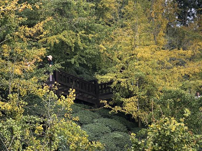 全台种植银杏很密集的南投县鹿谷乡大崙山银杏造林区，树叶逐渐转黄，整片金黄盛况很有看头。（竹林社区发展协会提供／张妍溱南投传真） ）