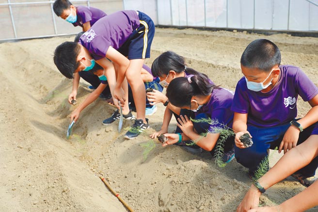 嘉县溪口乡美林国小学童参加「食农教育─芦笋苗移植体验趣」开心栽植芦笋苗。（张亦惠摄）