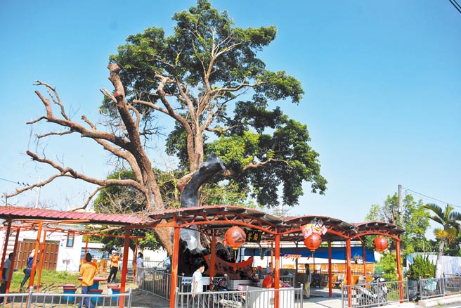 彰化县埔心乡一棵高龄360岁的「茄苳公」老树，因饱受梢枯病之苦，导致枯枝树叶大量掉落。（吴建辉摄）