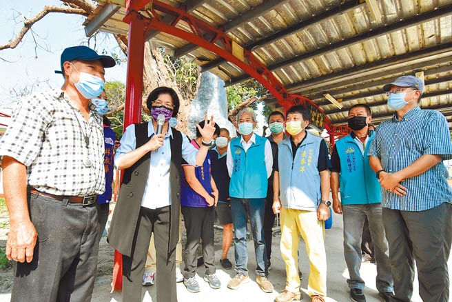 25日彰化县长王惠美认为老树的医治已有专家投入治疗，也希望地方不要再使用其他偏方去救治。（吴建辉摄）