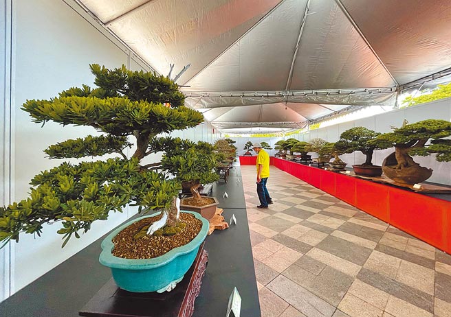 台東縣盆栽展25日在台東縣議會前廣場開幕，展期至29日中午12時止。（莊哲權攝）