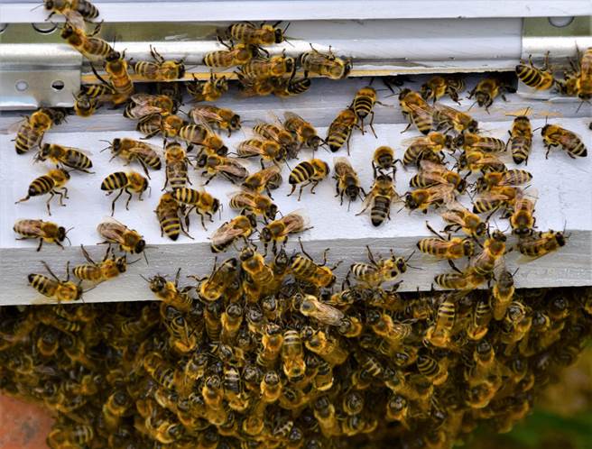 男子下车购物10分钟，驾驶座竟被黑压压的蜜蜂攻占。（示意图／达志影像）