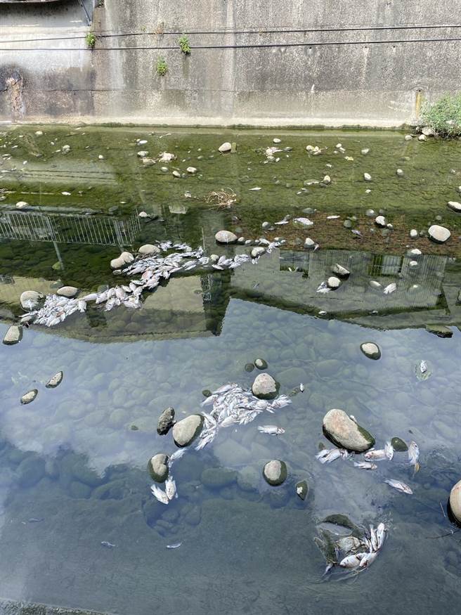 大雅區中清路四段和中清東路旁大排，27日出現大批死魚。（民眾提供／陳淑娥台中傳真）