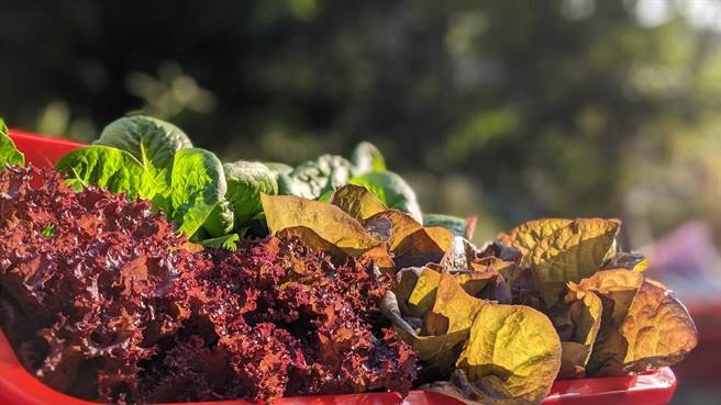 東勢林管處10月10日將在八仙山國家森林遊樂區舉辦「八仙山森林豐盛季」。（東勢處提供／陳淑娥台中傳真）