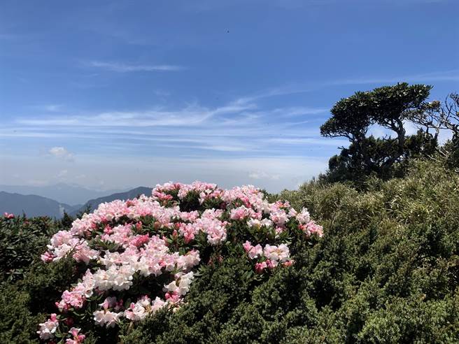 合欢山四季皆美，杜鹃花开时是年度盛事。（廖志晃摄）