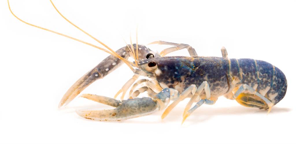 科学家终于在龙虾的rDNA里找到龙虾的夀命线索。图/东英吉利大学(photo:ChinaTimes)