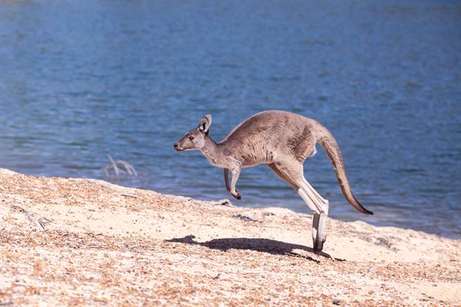 澳洲一隻袋鼠受困湖中，被3名男子拯救後，竟和他們握手道謝。(示意圖/達志影像)