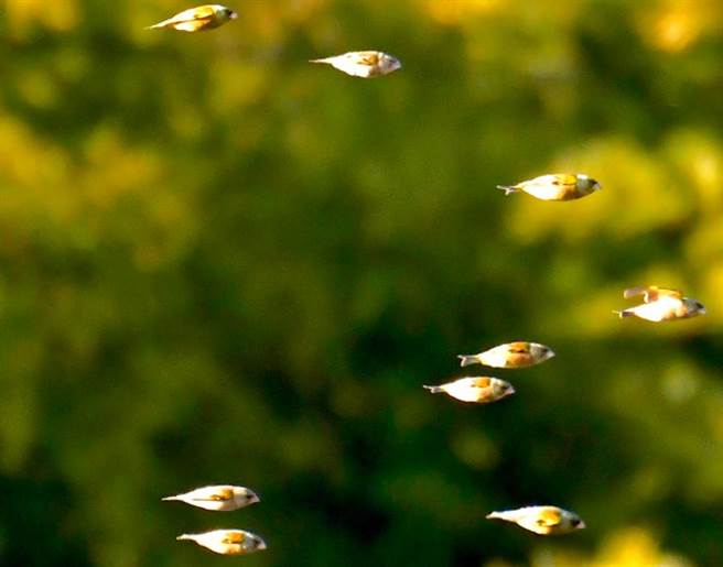 日本網友在田野間，發現10隻金翅雀飛行時，乍看之下宛如魚。(圖翻攝自推特/@haru_690502)