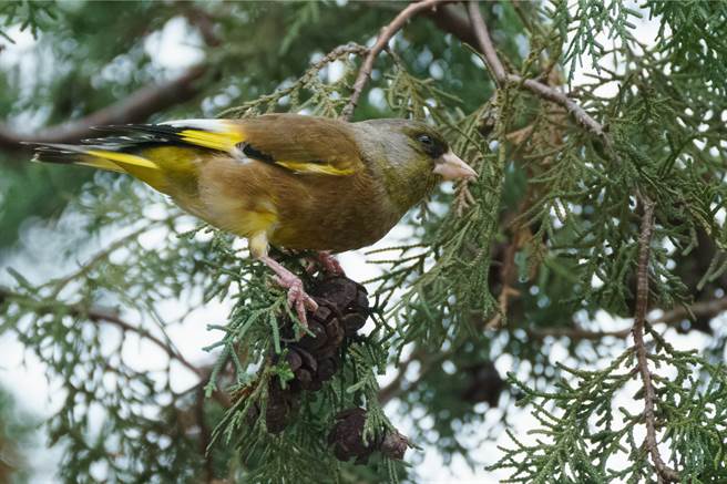 金翅雀(圖/達志影像)