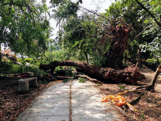 台南公园1棵外观正常的金龟树26日无预警倒伏。（郭信良提供／洪荣志台南传真）