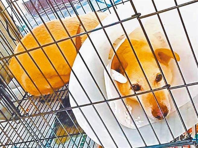 北市动物之家收容爆量，日前议员踢爆，目前猫狗收容量超出标准近2倍，显见市府带头违法。（北市府提供／黄婉婷台北传真）