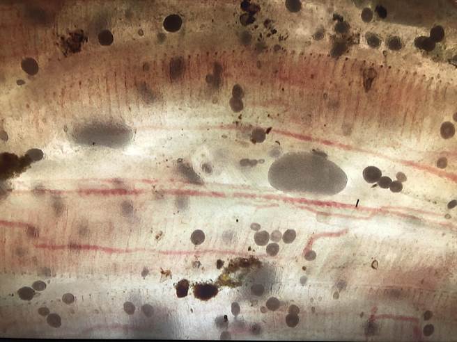 红衫鱼罹患卵圆鞭毛虫与海水白点虫合併感染症，易造成缺氧，甚至死亡。（台南市政府农业局提供／张毓翎台南传真）