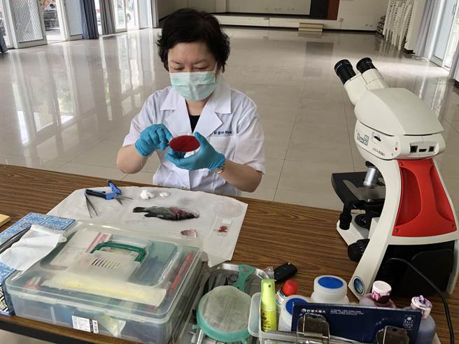 台南市政府呼吁如有疫病发生应及早送请水产兽医师诊断并遵守安全用药，以减少不必要之经济损失。（台南市政府农业局提供／张毓翎台南传真）