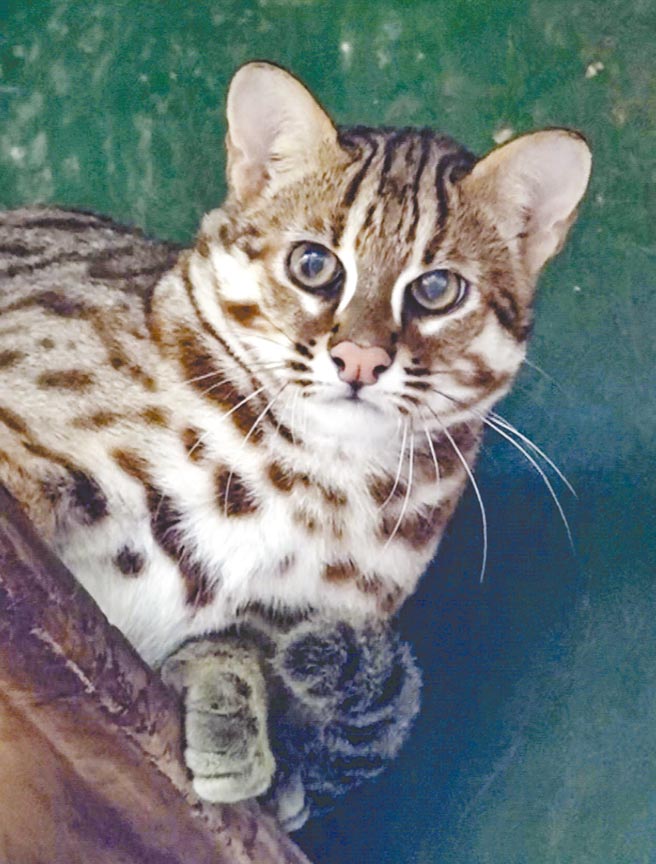 台北市立动物园的石虎今年3月产下三胞胎，二哥将留在园内作为年轻血源。（台北市立动物园提供／游念育台北传真）