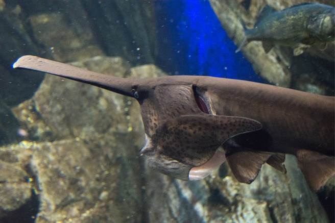 渔民在钱塘江捕到一条长着鸭嘴的鱼，经过辨认后，发现此为「匙吻鲟」。(示意图/达志影像)